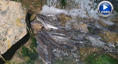 İnci kefalinin tatlı sulara göçü devam ediyor