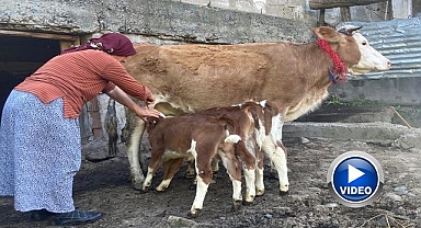 İnek dördüz doğurdu: Aile büyük sevinç yaşadı