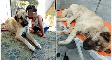 Isırdığını iddia ettiği köpeği silahla vurdu!
