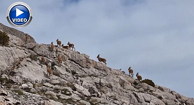 Kayalıkları mesken tuttular