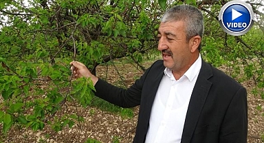 Kayısı ağaçları yeniden yeşerdi