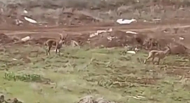 Koruma altındaki dağ keçileri görüldü