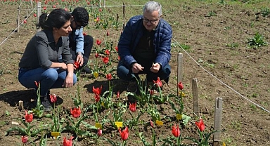 Koruma altındaki laleler seri üretimle ekonomiye kazandırılacak