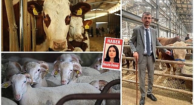 Kurban Bayramı yaklaşırken Erzurum'da son durum... Maliyet çok, kazanç yok!