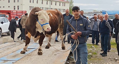 Kurbanlıklar görücüye çıktı