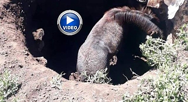 Kuyuya düşen atı böyle kurtardılar