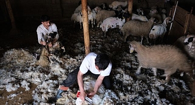 Kuzu kırkım sezonu başladı