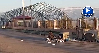 Mahalleye inen bozayının yiyecek avı