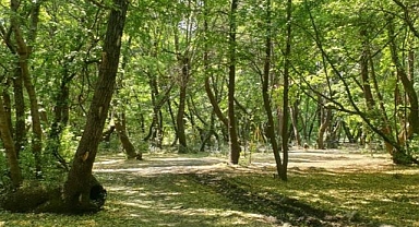 Ormanlar güvende olsun diye harekete geçtiler