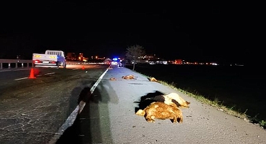 Otomobilin çarptığı sürüdeki 12 koyun telef oldu