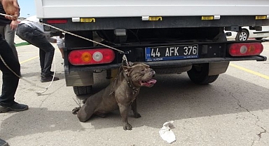 Pitbull kalabalığa dalıp kadını yaraladı!