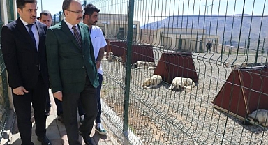Sahipsiz hayvanlar bu merkezde güvende