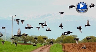 Saklı cennete kuş akını
