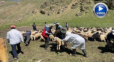 Şap hastalığına karşı aşılama çalışması