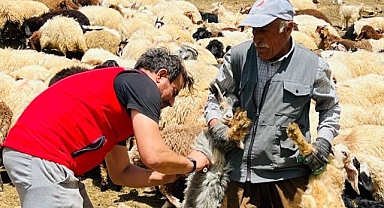 Şap hastalığına karşı aşılama seferberliği