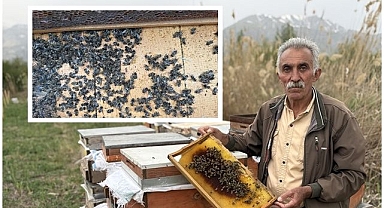 Soğuk hava arıcıları vurdu
