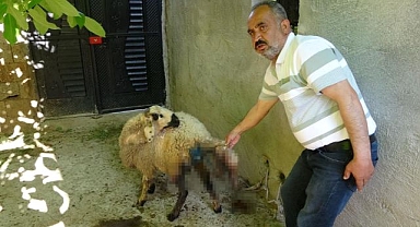 Sokak köpekleri köylülerin hayvanlarına saldırdı