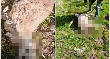 Sürüye saldıran kurtlar kuzuları telef etti