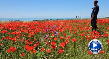 Tarlalar kırmızıya büründü
