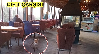 Tilkili kafe!