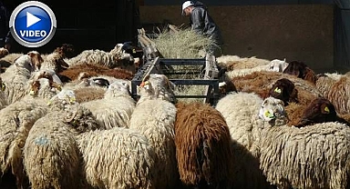 Üniversiteli kurbanlıklar alıcılarını bekliyor