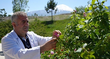 Üniversitenin gülleri kozmetik ürünlere dönüşüyor