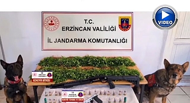 Uyuşturucu operasyonunda binlerce kök kenevir ele geçirildi