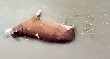 Yağış sonrası sel sularına kapıldı