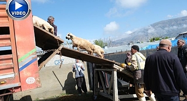 Yayla göçü başladı: Üreticiler emek yolculuğunda