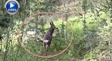 Yemek ararken kameralara yakalandı