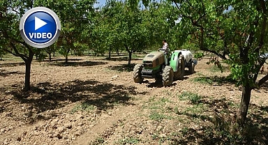 Yeniden yeşeren ağaçlar çiftçileri umutlandırdı