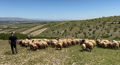 Yetiştiriciler yayla yoluna çıktı