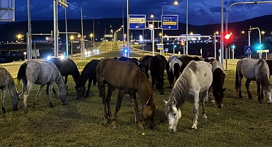 Yiyecek arayan yılkı atları kara yoluna indi