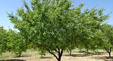 Zirai don destek ödemeleri başlıyor