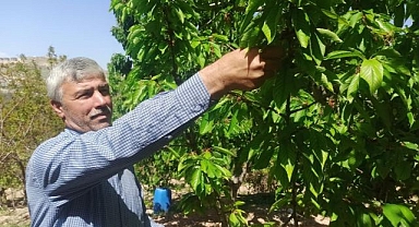 Zirai dondan sonra kiraz yaprağı umut oldu