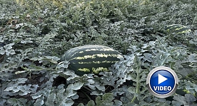 10 bin tonun üzerinde karpuz üretimi