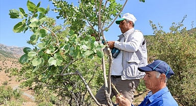 3 bin 561 ağaca aşı yapıldı
