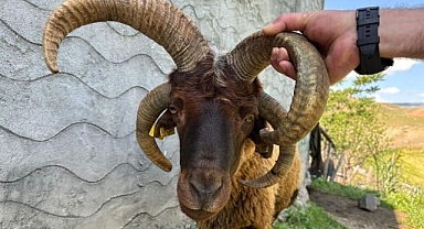 4 boynuzuyla ilgi odağı oldu