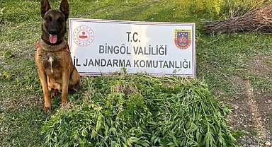 4 günde on binlerce kök kenevir ele geçirildi