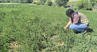 4 köyde yem bitkisi tarla kontrolleri tamamlandı