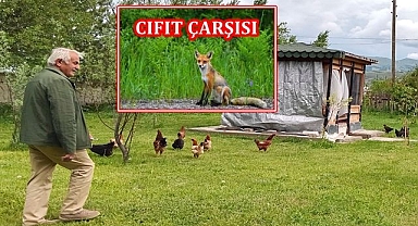 Aç tilkiler kapıya dayandılar!