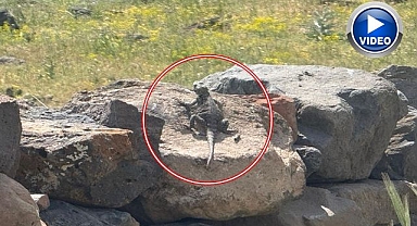 Ağrı Dağı eteklerinde görüldü!