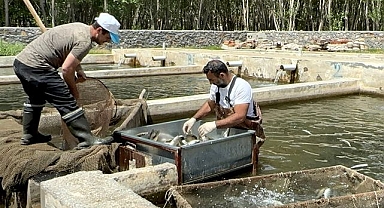 Alabalık üretimi katlanarak arttı
