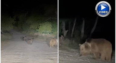 Anne ayı ve yavruları yiyecek ararken görüldü