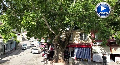 Asırlık ağaç ilçesinin simgesi haline geldi