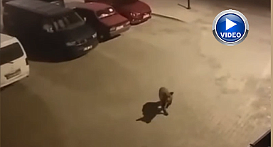 Ayı ilçe merkezine kadar indi