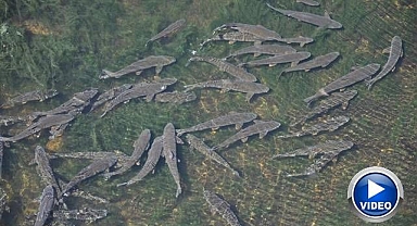 Baraj kapağı kapatıldı! Yüzlerce balık...