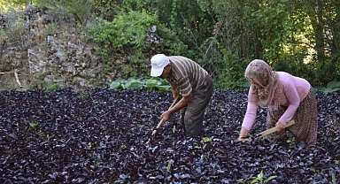Bilim dünyasını buluşturacak kongre