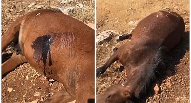 Boş arazide kanlar içinde bulundular!