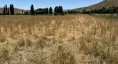 Buğday tarlasını talan ettiler!